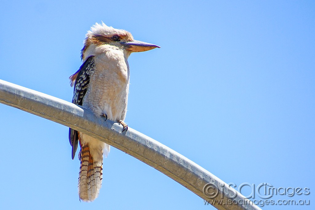 Click image for larger version  Name:	0098-Kookaburra.jpg Views:	1 Size:	112.1 KB ID:	460261