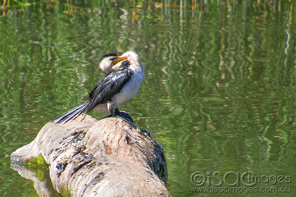 Click image for larger version  Name:	0169-Cormorant.jpg Views:	1 Size:	234.4 KB ID:	460262