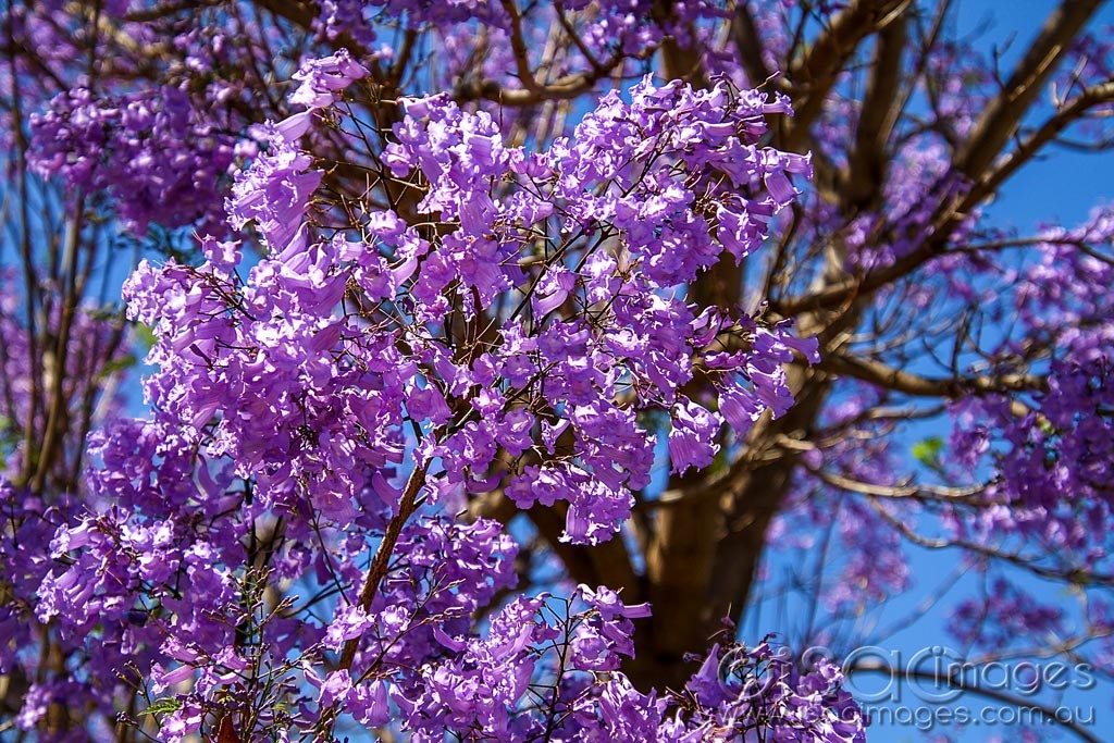 Click image for larger version

Name:	0194-Jacaranda.jpg
Views:	40
Size:	304.3 KB
ID:	460264