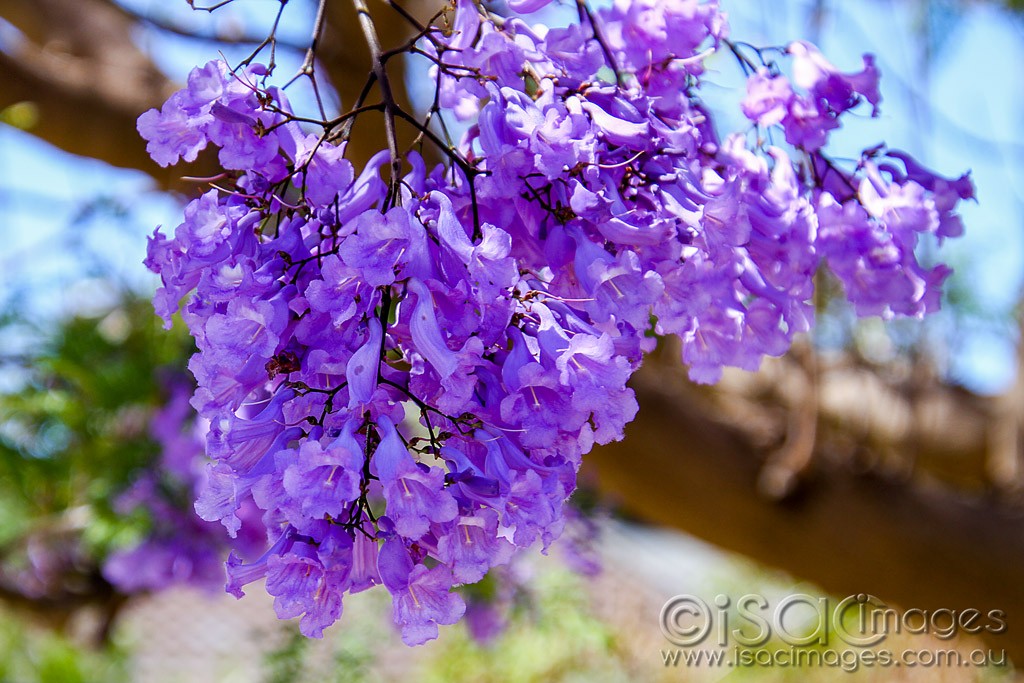 Click image for larger version

Name:	0200-Jacaranda.jpg
Views:	42
Size:	201.4 KB
ID:	460265