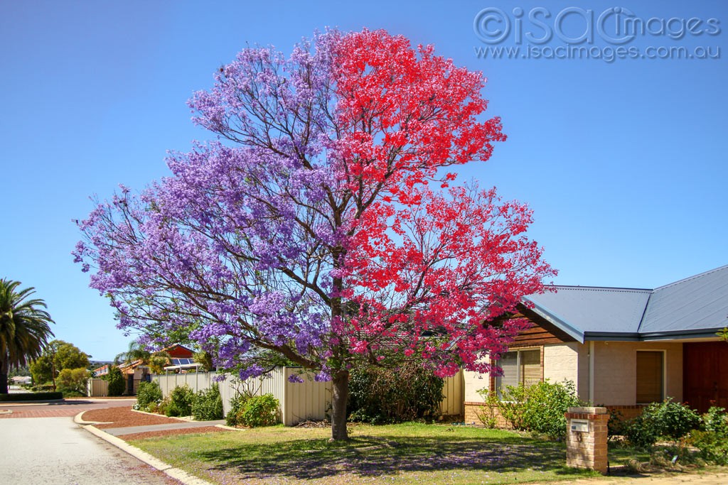 Click image for larger version

Name:	0193-Jacaranda+Flame.jpg
Views:	47
Size:	254.7 KB
ID:	460303