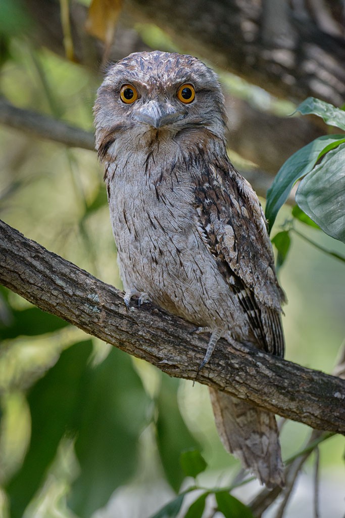 Click image for larger version

Name:	20181201_Frogmouths_0002_sml.jpg
Views:	37
Size:	168.8 KB
ID:	460395