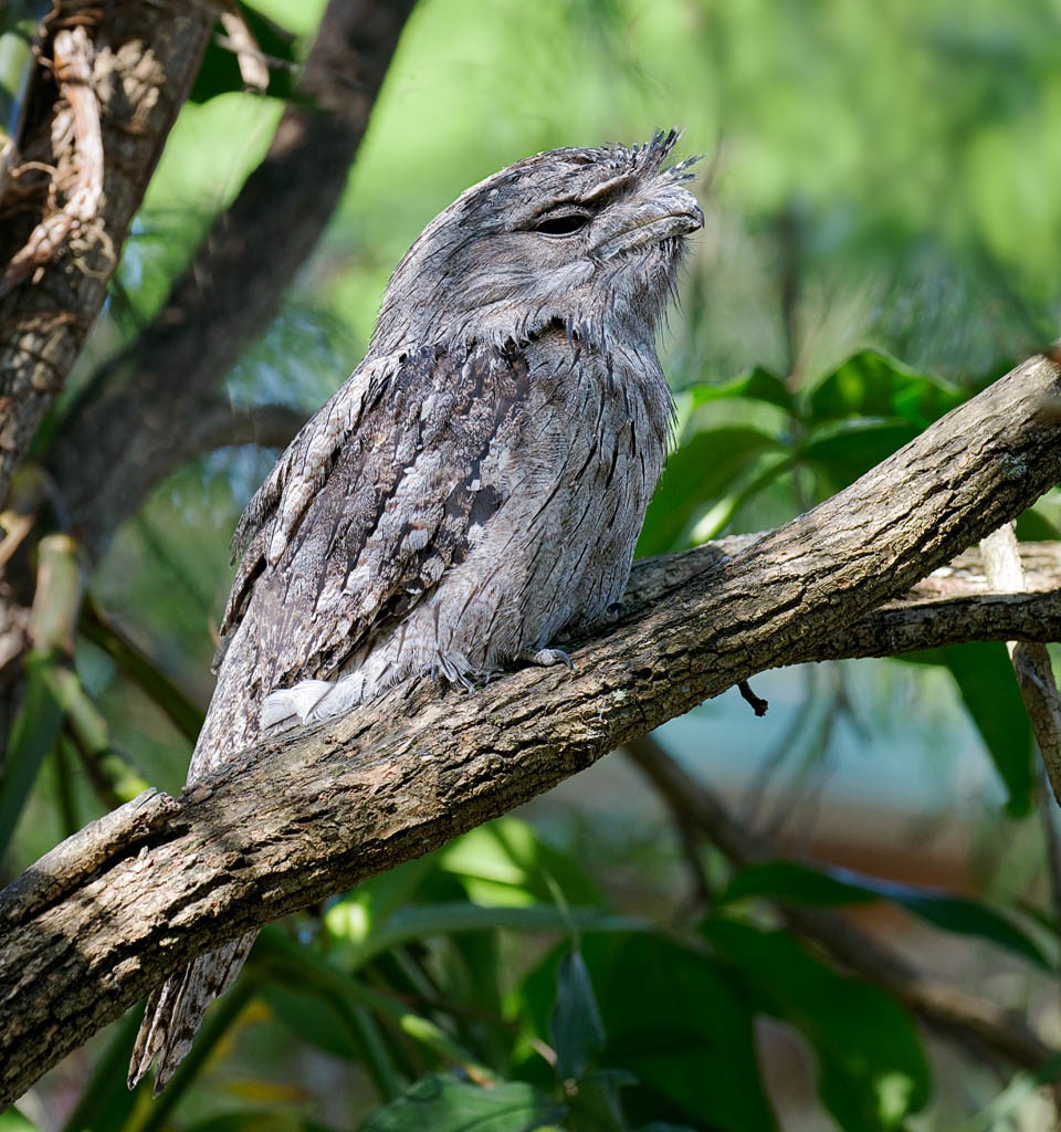 Click image for larger version  Name:	20181201_Frogmouths_1005_sml.jpg Views:	1 Size:	248.3 KB ID:	460393