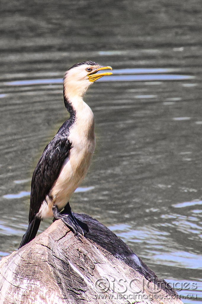 Click image for larger version

Name:	0076-Pied-Cormorant-S.jpg
Views:	15
Size:	222.3 KB
ID:	460431