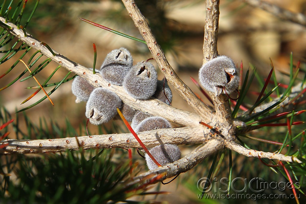 Click image for larger version

Name:	0084-Single-Sided-Bottlebrush-Pods.jpg
Views:	48
Size:	212.0 KB
ID:	460435