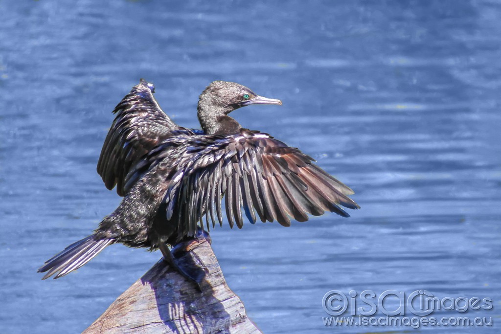 Click image for larger version

Name:	0030-Cormorant.jpg
Views:	24
Size:	146.1 KB
ID:	460587