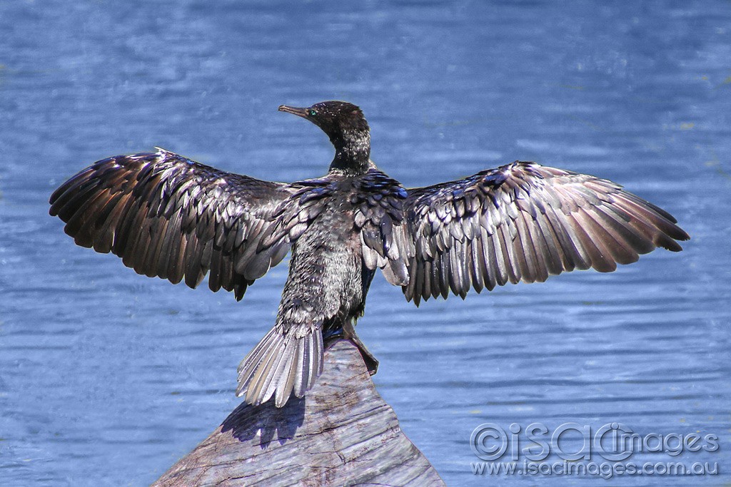 Click image for larger version

Name:	0035-Cormorant.jpg
Views:	20
Size:	201.1 KB
ID:	460589