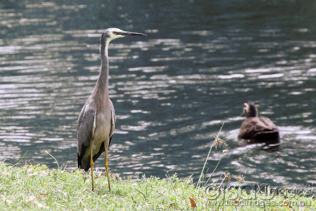 Click image for larger version  Name:	0126-White-Faced-Heron.jpg Views:	1 Size:	209.4 KB ID:	460651