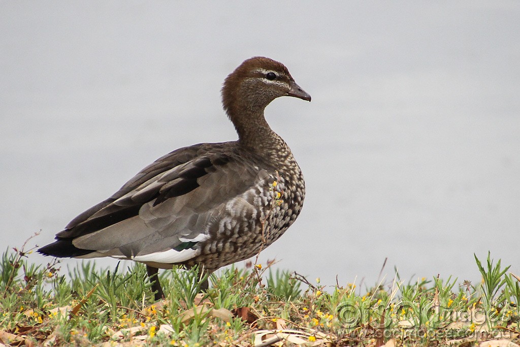 Click image for larger version  Name:	0154-Wood-duck.jpg Views:	1 Size:	173.1 KB ID:	460655