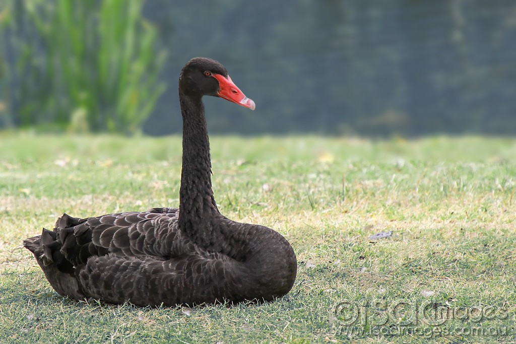 Click image for larger version

Name:	0128-Black-Swan.jpg
Views:	33
Size:	187.4 KB
ID:	460669