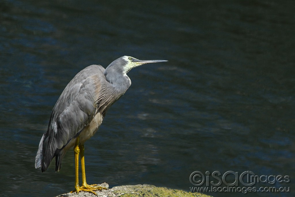 Click image for larger version

Name:	0168--White-Faced-Heron.jpg
Views:	13
Size:	109.6 KB
ID:	461007