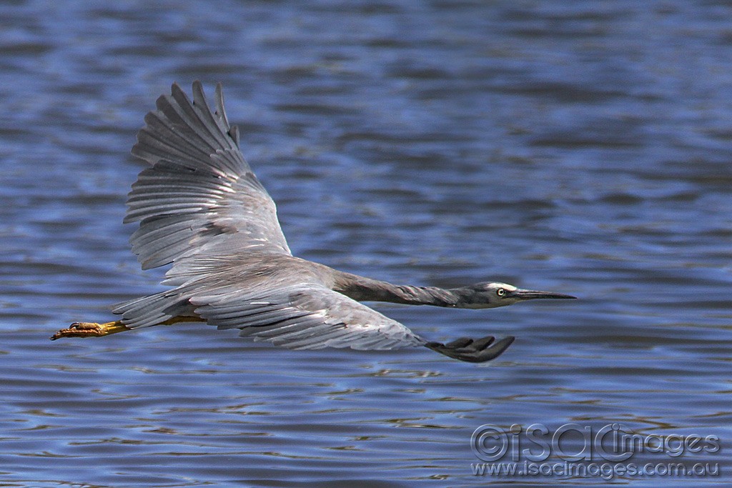 Click image for larger version

Name:	0344-White-Faced-Heron.jpg
Views:	13
Size:	172.9 KB
ID:	461008