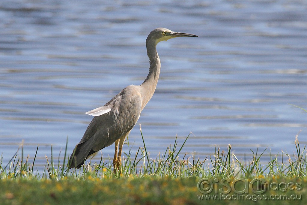 Click image for larger version

Name:	0303-White-Faced-Heron.jpg
Views:	14
Size:	164.2 KB
ID:	461009