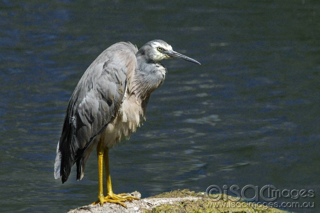 Click image for larger version

Name:	0173-White-Faced-Heron.jpg
Views:	13
Size:	141.4 KB
ID:	461010