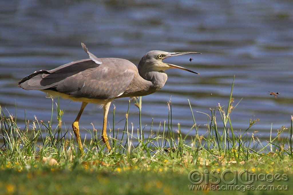 Click image for larger version

Name:	0322-White-Faced-Heron.jpg
Views:	13
Size:	190.1 KB
ID:	461011