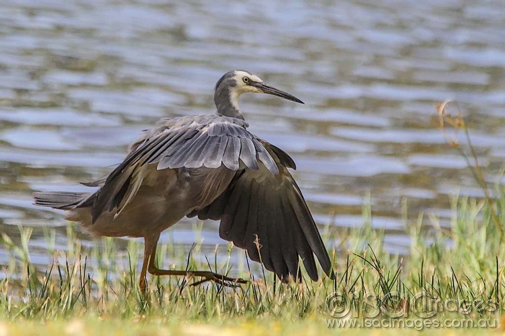 Click image for larger version

Name:	0326-White-Faced-Heron.jpg
Views:	10
Size:	184.2 KB
ID:	461012