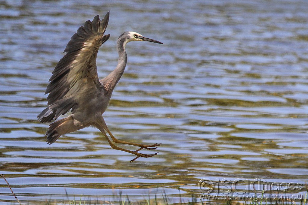 Click image for larger version

Name:	0323-White-Faced-Heron.jpg
Views:	13
Size:	186.6 KB
ID:	461013