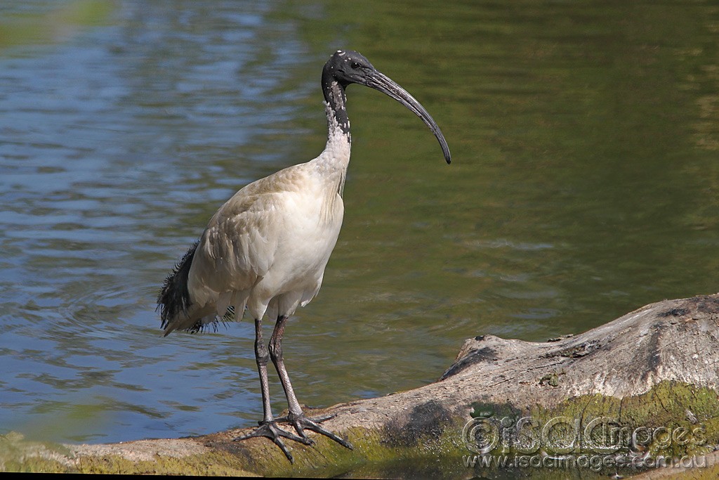 Click image for larger version

Name:	0396-Ibis.jpg
Views:	13
Size:	178.7 KB
ID:	461017