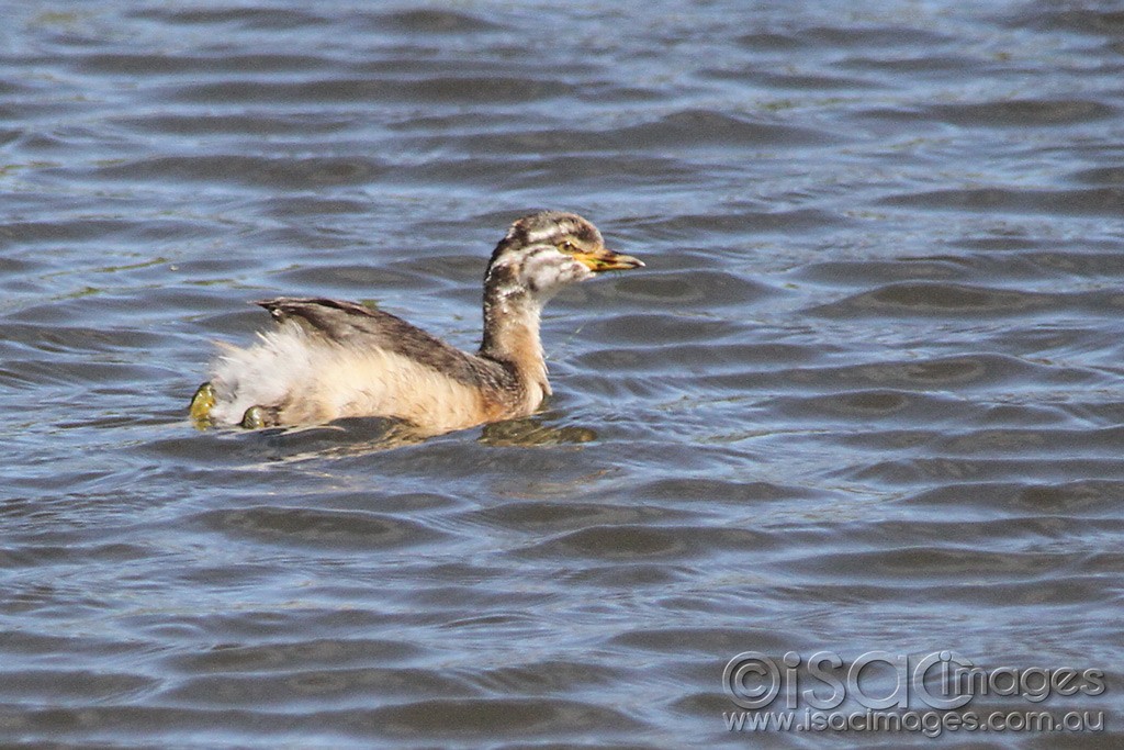 Click image for larger version

Name:	0437-Grebe.jpg
Views:	12
Size:	199.2 KB
ID:	461016