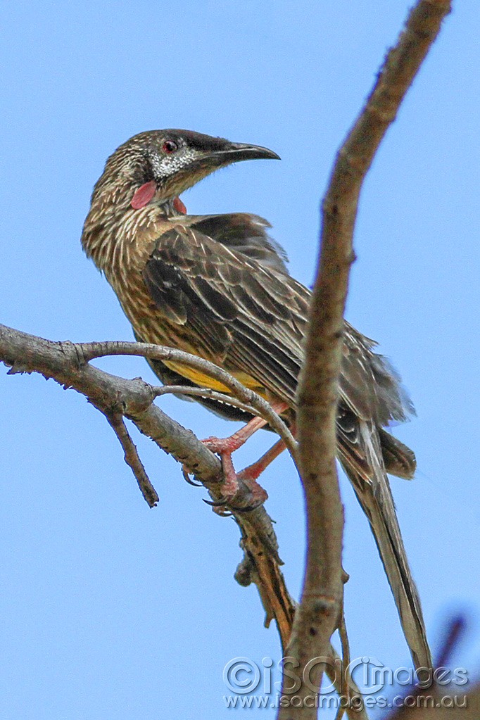 Click image for larger version

Name:	0359-Wattle-Bird.jpg
Views:	10
Size:	187.0 KB
ID:	461018