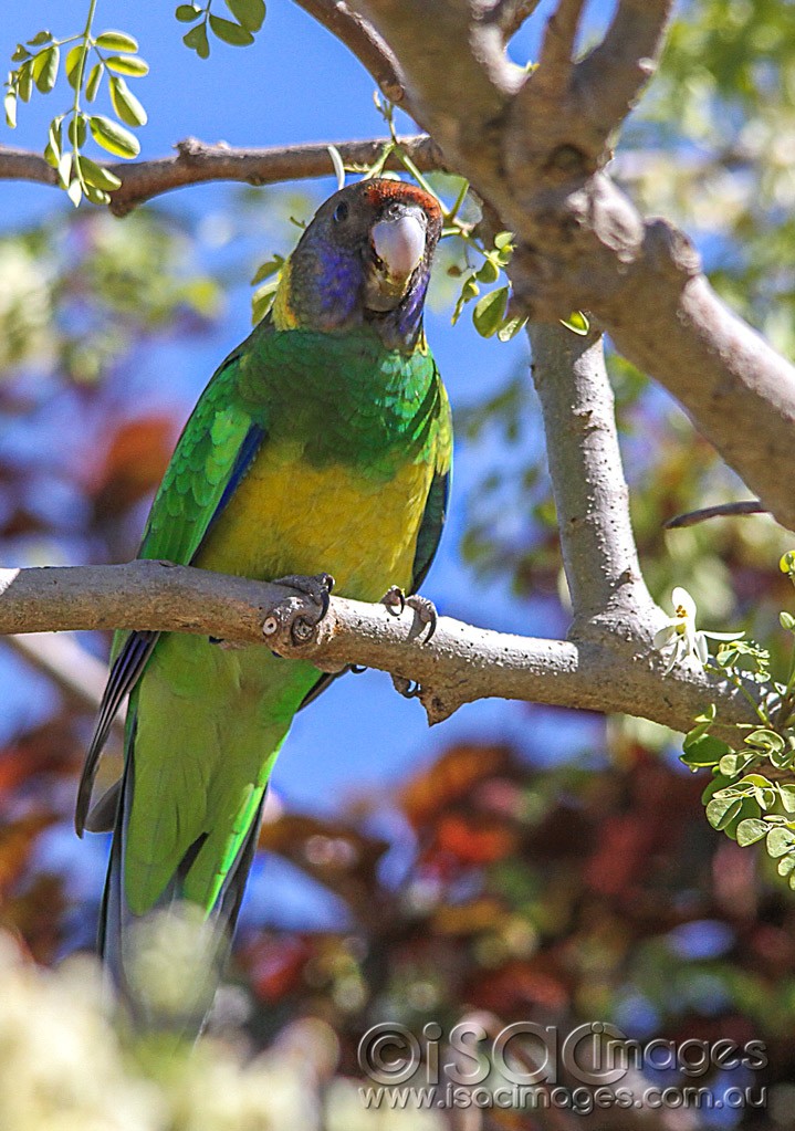 Click image for larger version

Name:	0044-Twenty-Eight-Parrot.jpg
Views:	32
Size:	208.6 KB
ID:	461284