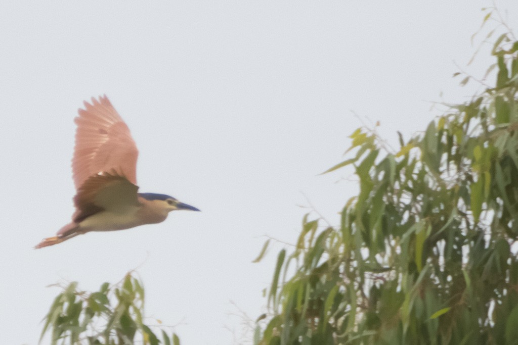 Click image for larger version  Name:	Dandenong Wetlands_0100.jpg Views:	1 Size:	101.3 KB ID:	461295