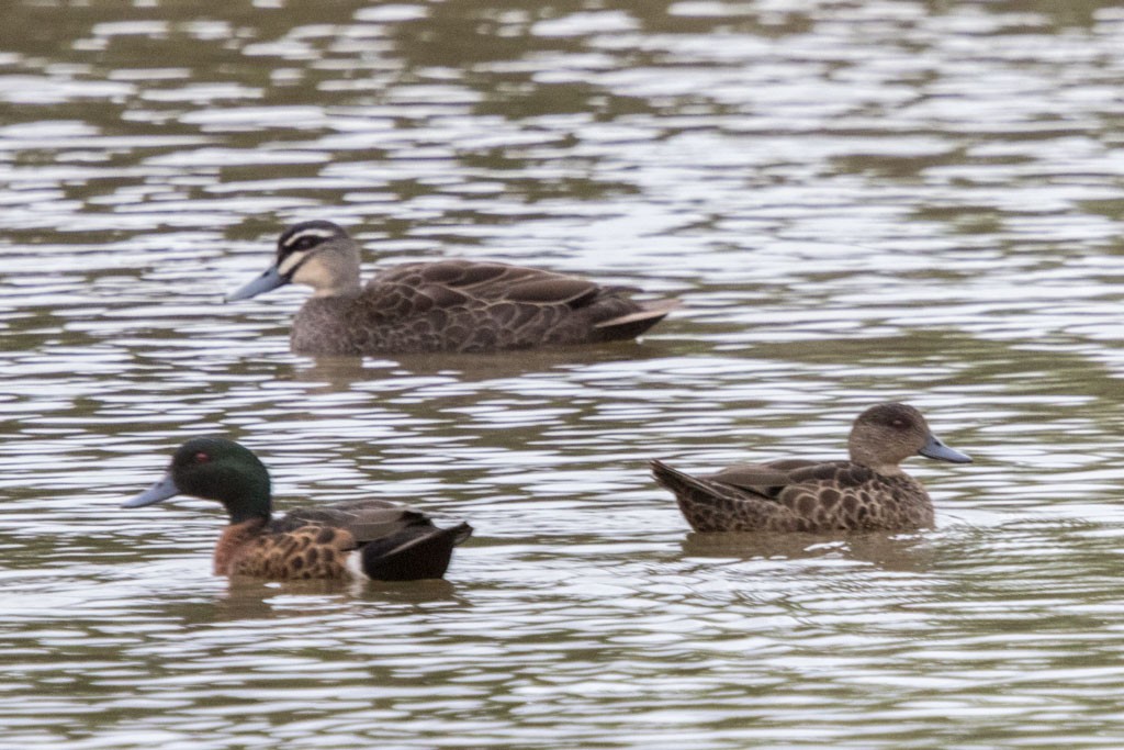 Click image for larger version  Name:	Dandenong Wetlands_0140.jpg Views:	1 Size:	184.3 KB ID:	461297