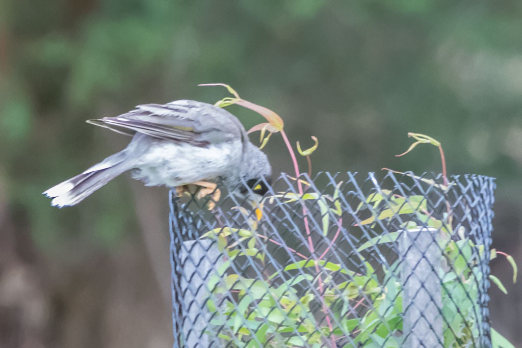 Click image for larger version  Name:	Dandenong Wetlands_0145.jpg Views:	1 Size:	119.1 KB ID:	461298