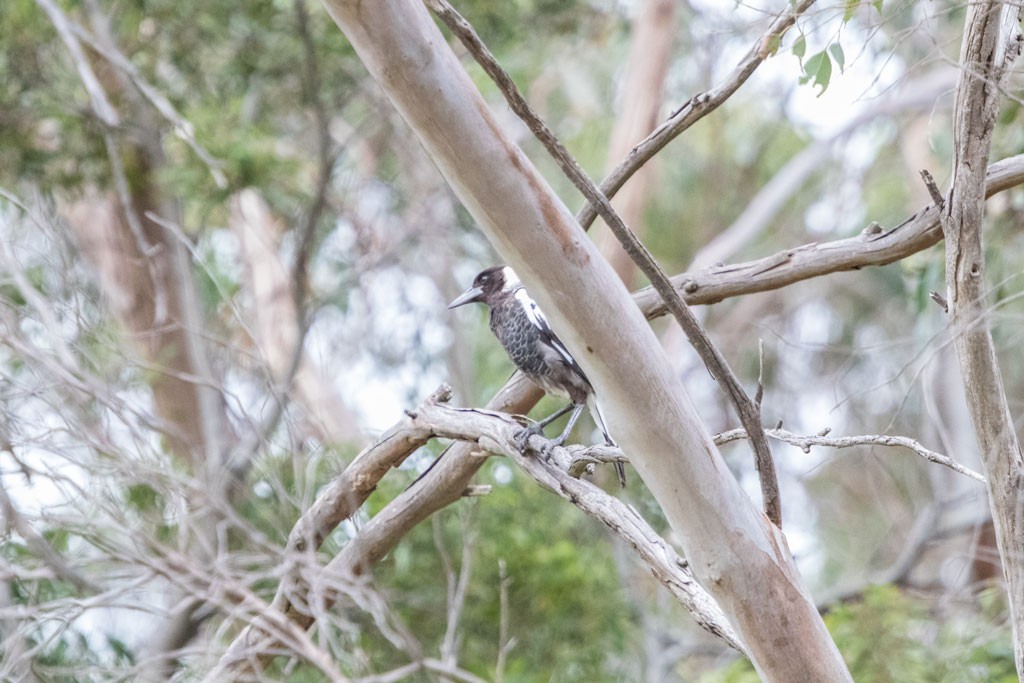 Click image for larger version  Name:	Dandenong Wetlands_0152.jpg Views:	1 Size:	155.8 KB ID:	461299