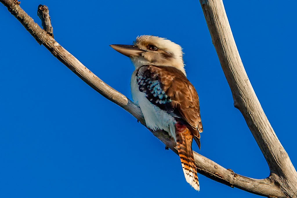 Click image for larger version

Name:	Another Kooka (Dodge).jpg
Views:	40
Size:	107.3 KB
ID:	461593