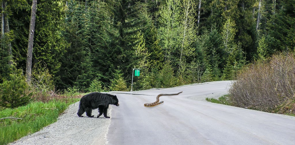Click image for larger version

Name:	Bear and Snake.jpg
Views:	42
Size:	212.3 KB
ID:	461733