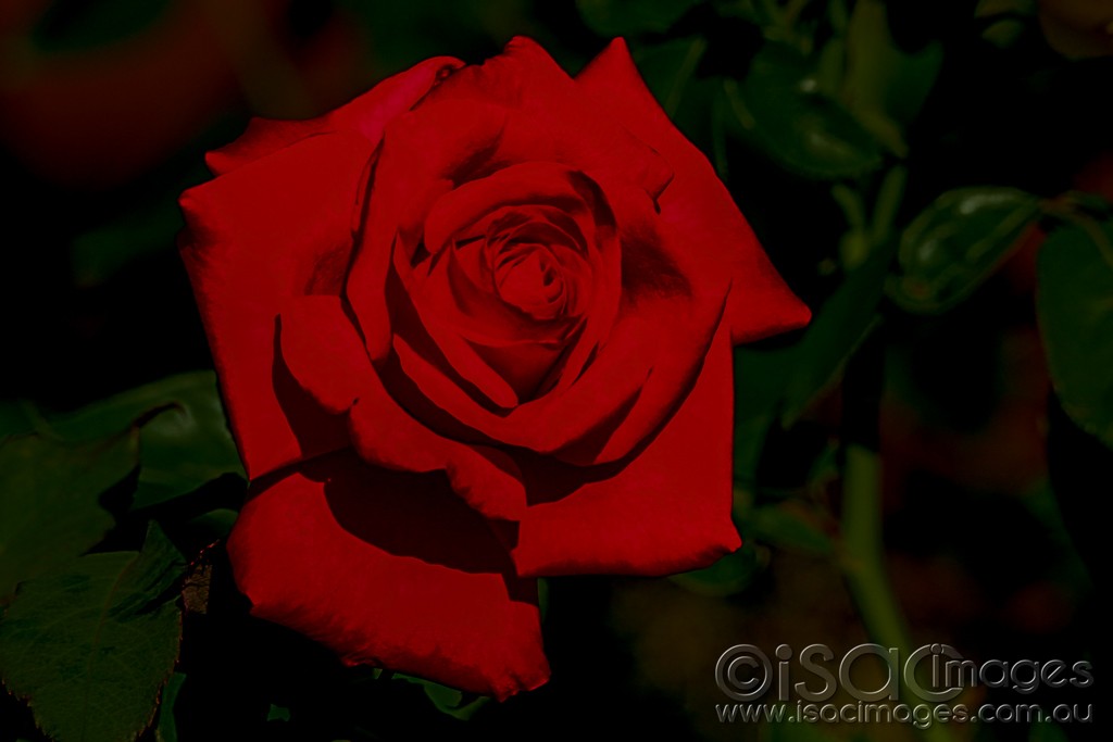 Click image for larger version

Name:	0546-Red-Rose.jpg
Views:	41
Size:	77.3 KB
ID:	462177