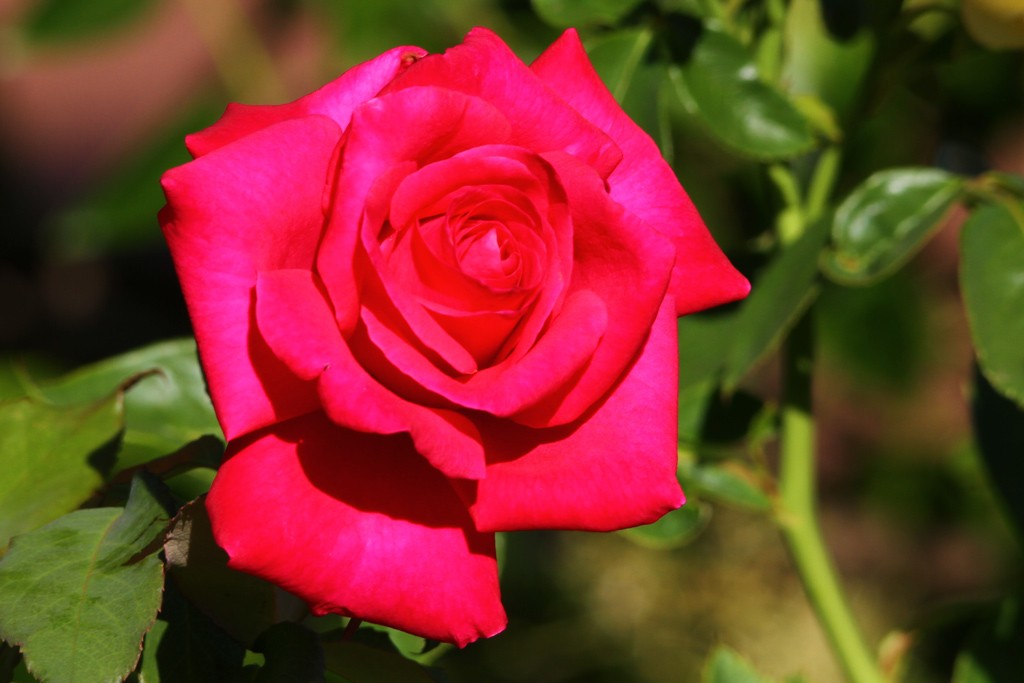 Click image for larger version

Name:	0546-Red-Rose-Original.jpg
Views:	40
Size:	103.0 KB
ID:	462193