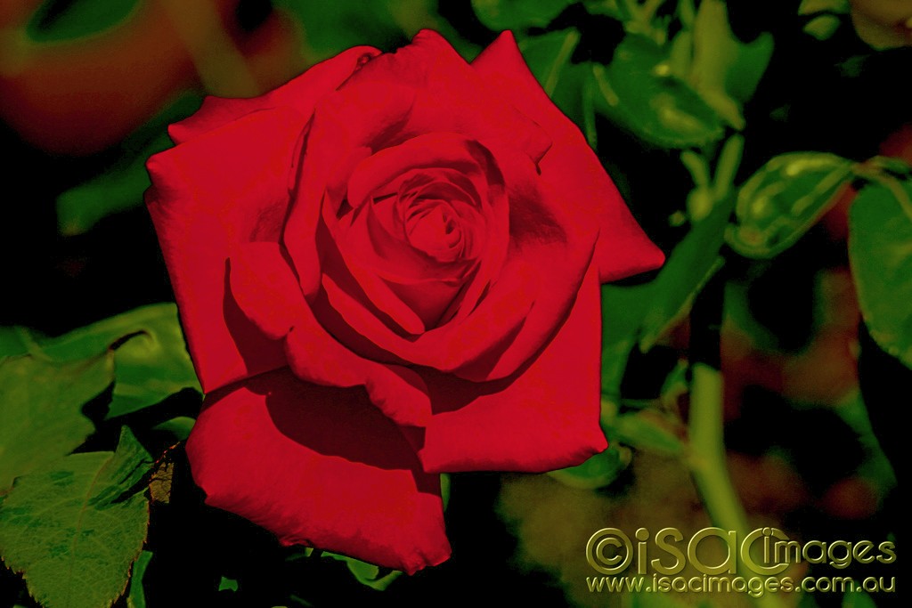 Click image for larger version

Name:	0546-Red-Rose-E.jpg
Views:	33
Size:	114.1 KB
ID:	462291