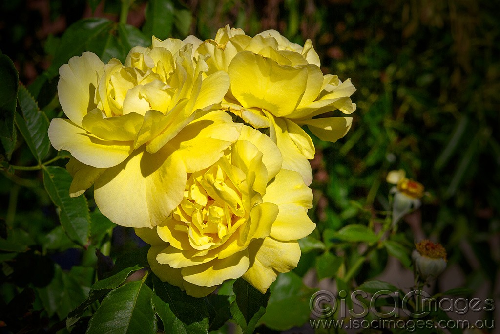 Click image for larger version

Name:	0243-Yellow-Roses.jpg
Views:	54
Size:	170.2 KB
ID:	462787