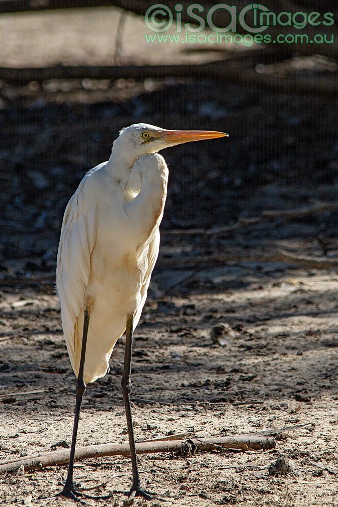 Click image for larger version

Name:	0093-Great-White-Egret.jpg
Views:	37
Size:	243.4 KB
ID:	462792