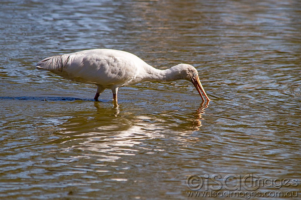 Click image for larger version

Name:	0110-Yellow-Billed-Spoonbill.jpg
Views:	42
Size:	236.9 KB
ID:	462793