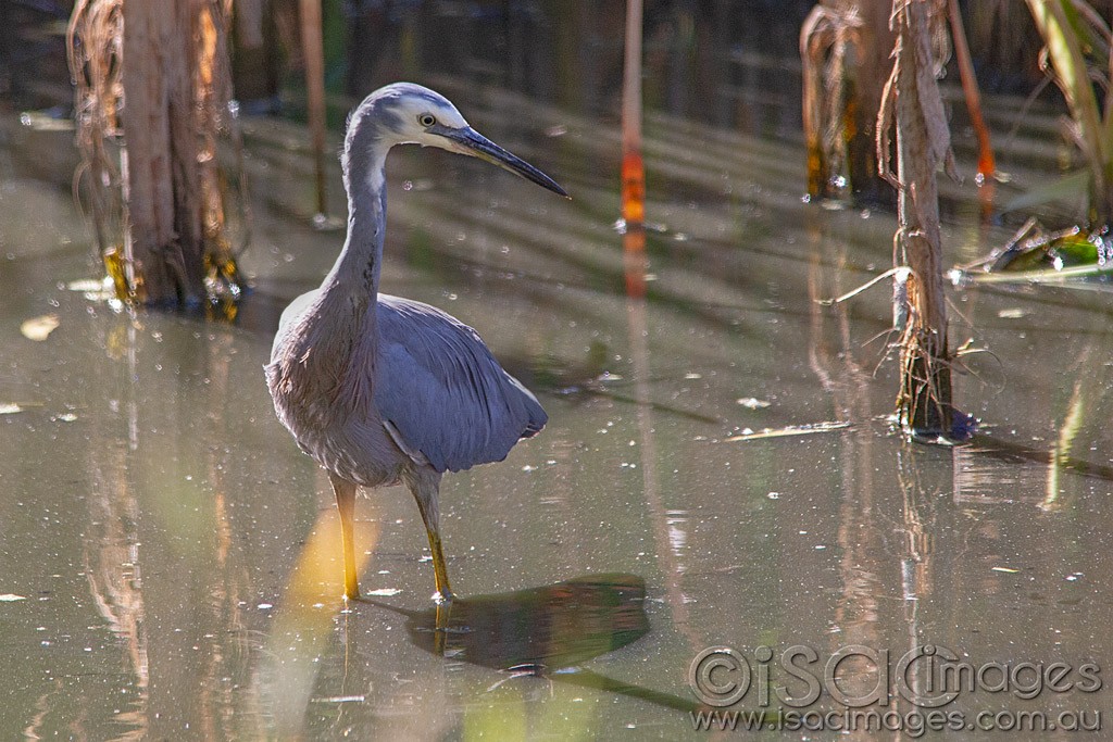 Click image for larger version

Name:	0152-White-Faced-Heron.jpg
Views:	49
Size:	220.0 KB
ID:	462796