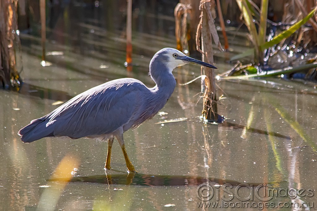 Click image for larger version

Name:	0166-White-Faced-Heron.jpg
Views:	38
Size:	202.2 KB
ID:	462797