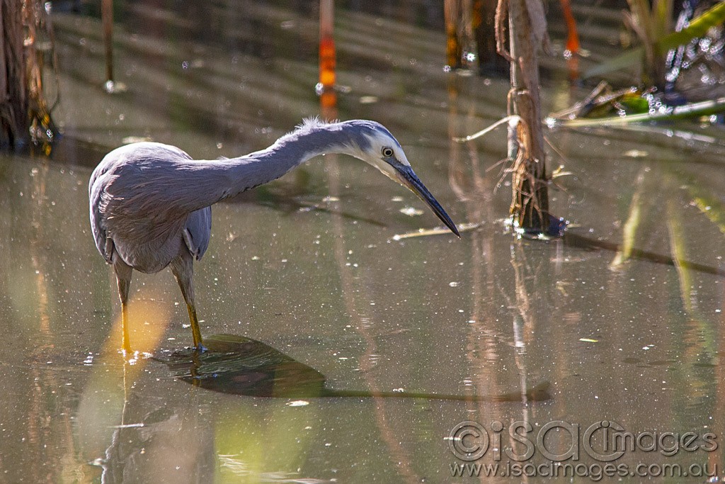 Click image for larger version

Name:	0153-White-Faced-Heron.jpg
Views:	39
Size:	218.4 KB
ID:	462798