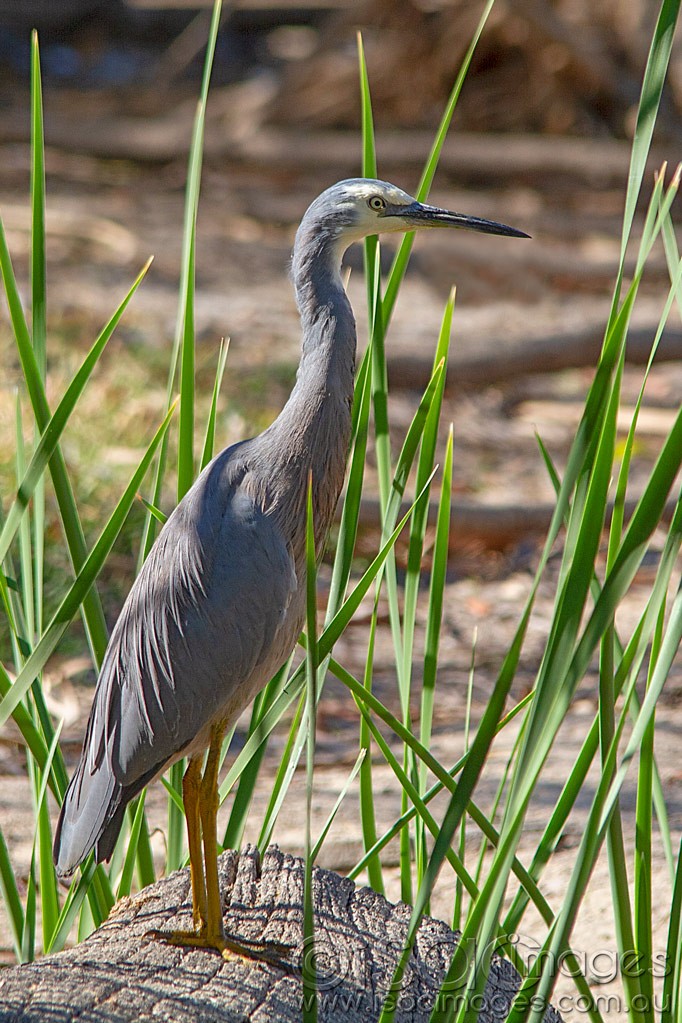 Click image for larger version

Name:	0201-White-Faced-Heron.jpg
Views:	53
Size:	229.1 KB
ID:	462799