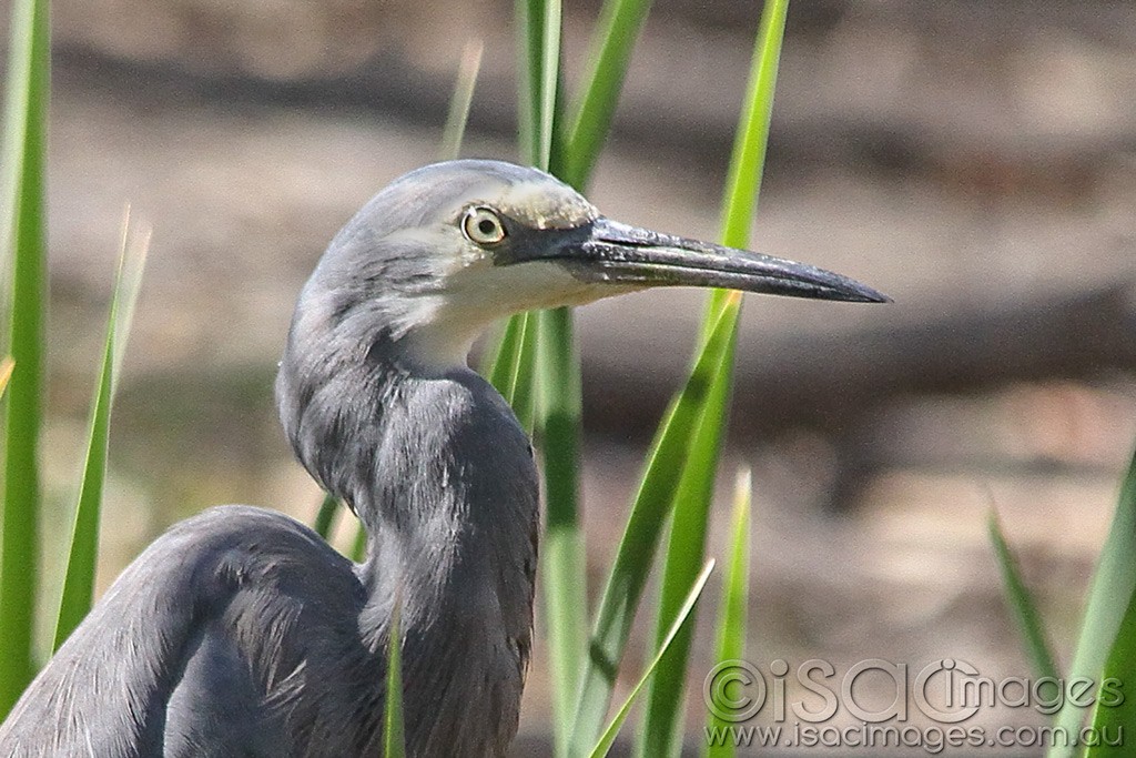 Click image for larger version

Name:	0206-White-Faced-Heron.jpg
Views:	46
Size:	201.2 KB
ID:	462800