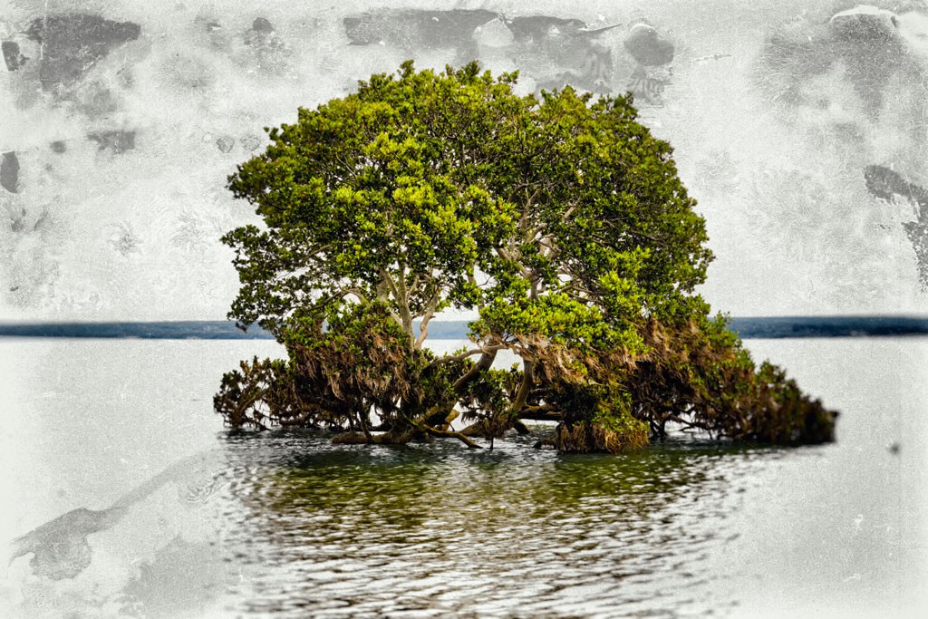 Click image for larger version

Name:	Mangrove.jpg
Views:	27
Size:	266.3 KB
ID:	463086