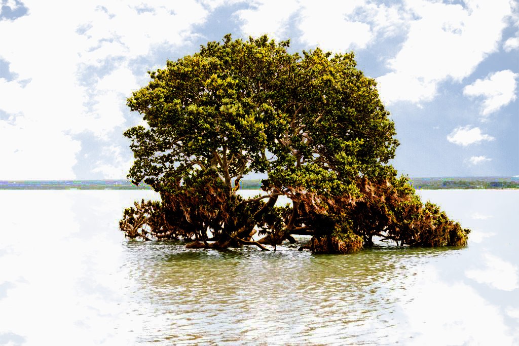 Click image for larger version

Name:	Mangrove-Trees.jpg
Views:	27
Size:	221.5 KB
ID:	463103