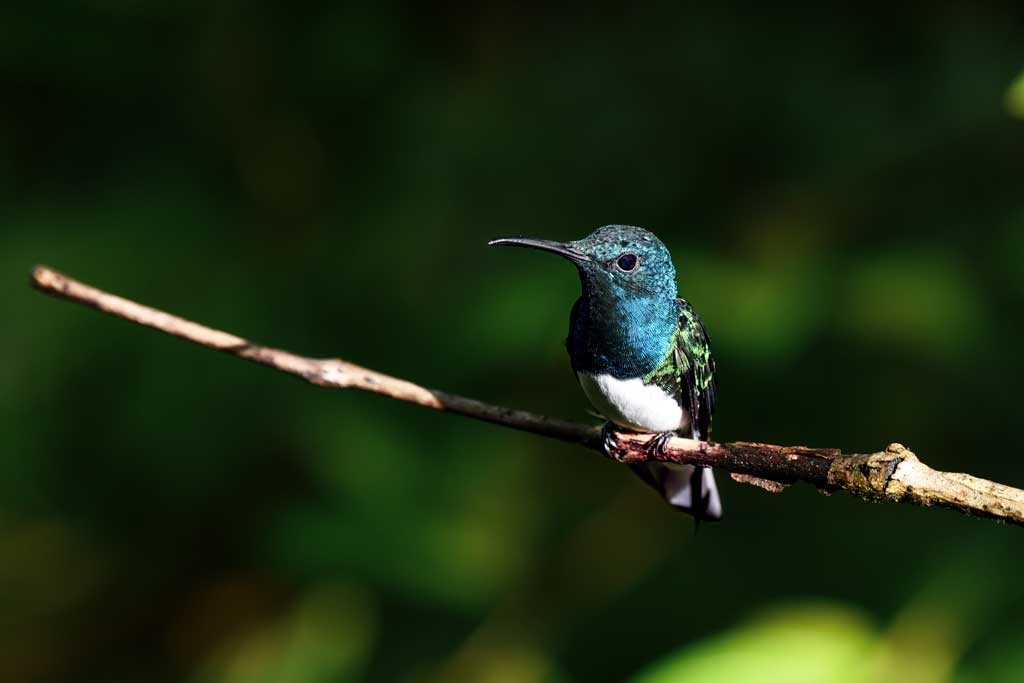 Click image for larger version  Name:	20181114_2244--White-necked-Jacobin.jpg Views:	1 Size:	44.6 KB ID:	463322