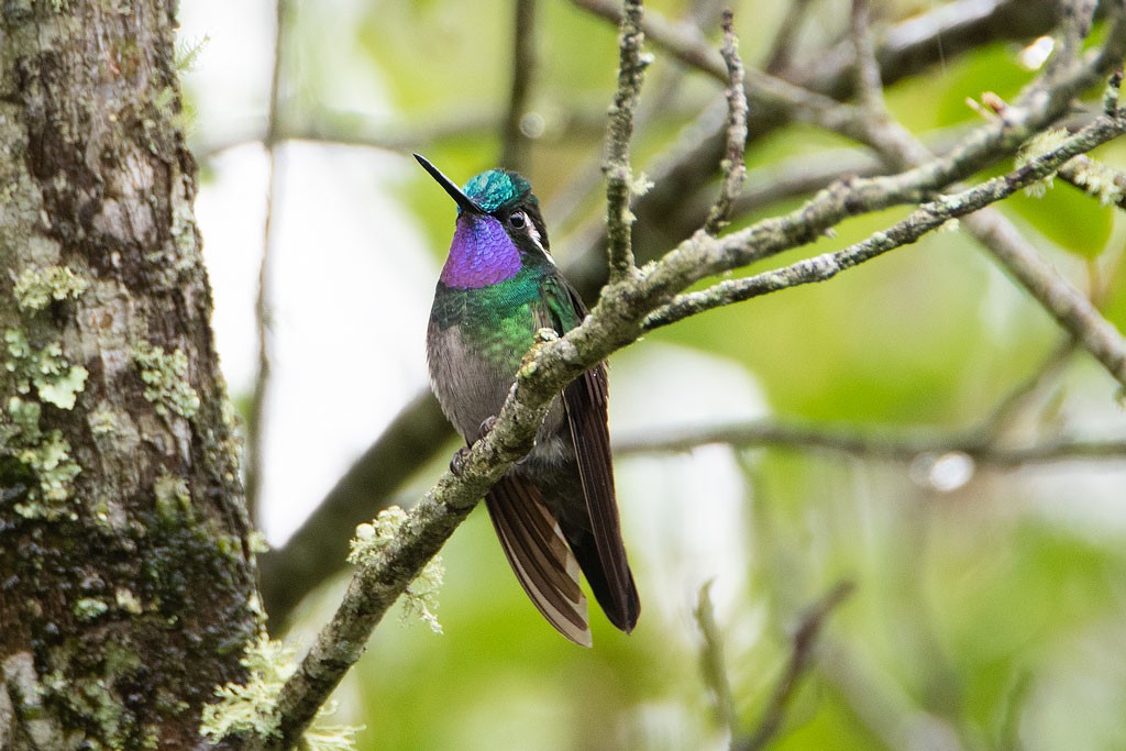 Click image for larger version

Name:	20181119_2891--Purple-throated-Mountain-Gem.jpg
Views:	47
Size:	164.7 KB
ID:	463504