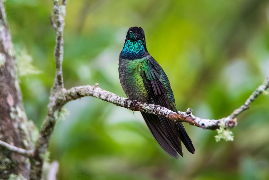 The last of the hummingbird images - Australian Photoholics Forum