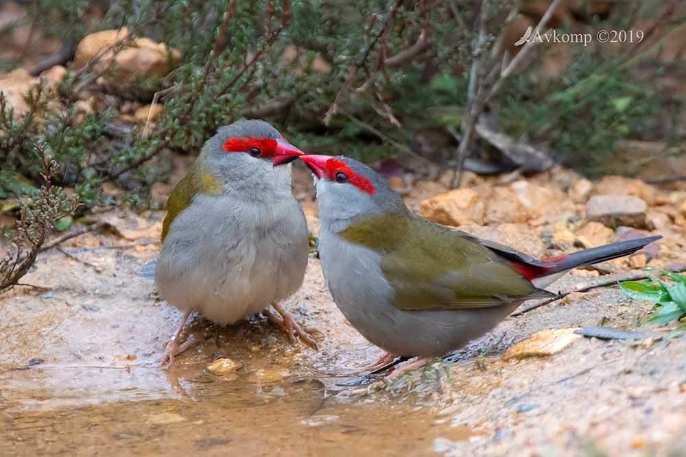 Click image for larger version

Name:	red browed finch 1067a.jpg
Views:	51
Size:	223.5 KB
ID:	465118