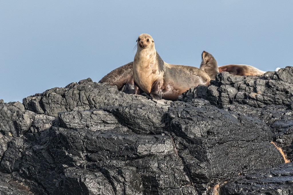 Click image for larger version

Name:	Rhyll Whale Watch 03.jpg
Views:	50
Size:	220.3 KB
ID:	465519