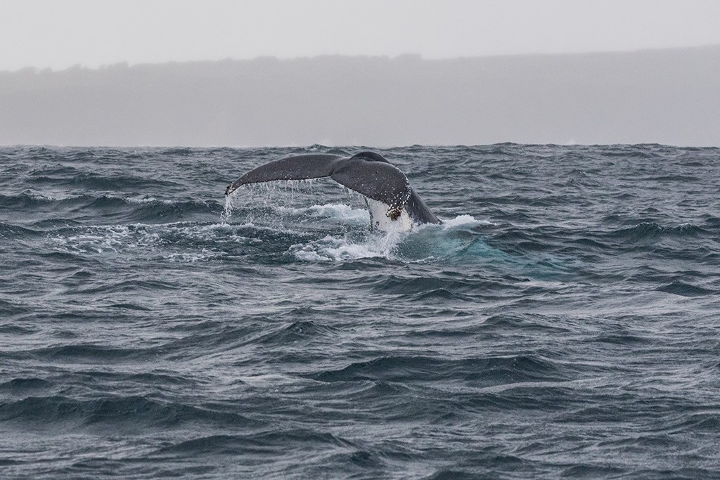 Click image for larger version

Name:	Rhyll Whale Watch 16.jpg
Views:	38
Size:	203.9 KB
ID:	465524